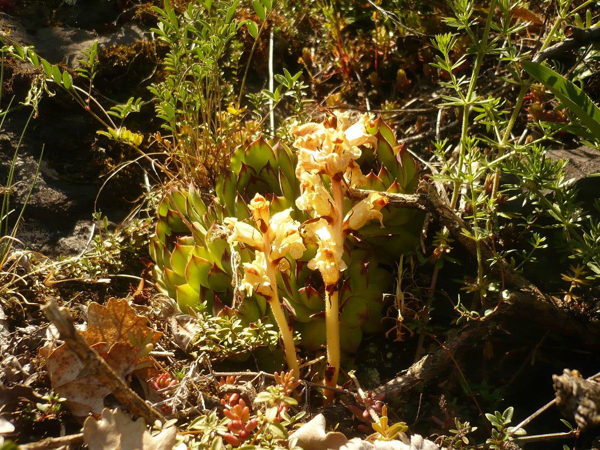 Orobanche alba (Orobanchaceae)